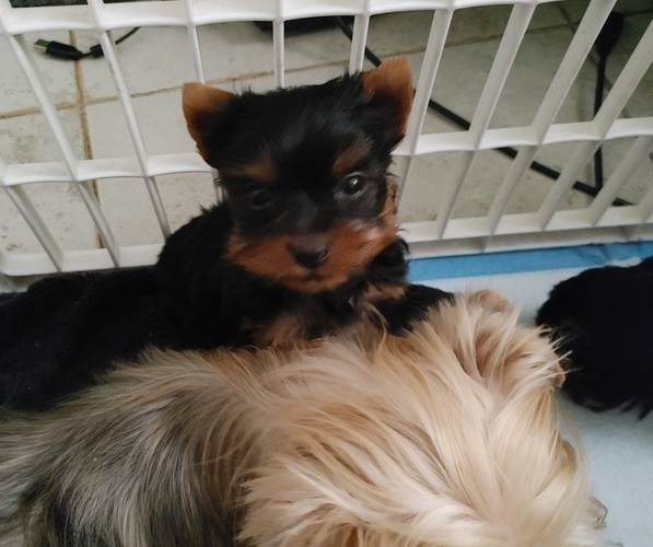 Medium Photo #2 Yorkshire Terrier Puppy For Sale in DANA POINT, CA, USA
