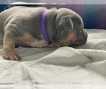 Small Photo #2 American Pit Bull Terrier Puppy For Sale in PALM BCH GDNS, FL, USA
