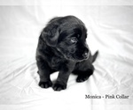 Small Photo #7 Labrador Retriever Puppy For Sale in ACWORTH, GA, USA