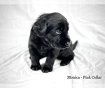 Small #6 Labrador Retriever