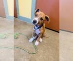 Small #2 American Pit Bull Terrier Mix