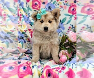Alaskan Husky-Pomsky Mix Puppy for sale in QUARRYVILLE, PA, USA