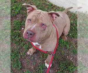 American Staffordshire Terrier Dogs for adoption in Fort Lauderdale, FL, USA