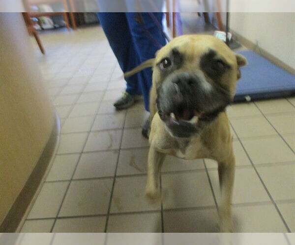 Medium Photo #1 Boxer-Unknown Mix Puppy For Sale in Ocala, FL, USA