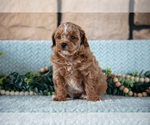 Small Photo #19 Poodle (Miniature)-ShihPoo Mix Puppy For Sale in SUGARCREEK, OH, USA