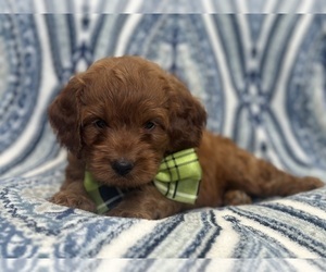 Cockapoo Puppy for sale in LAKELAND, FL, USA