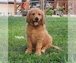 Puppy 4 Goldendoodle mix (+ Poodle Standard)