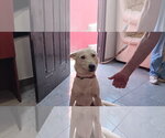 Houdini - Male Gerberian Shepsky Dog for Adoption - Small photo