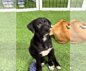 Unknown-pomeranian spitz Mix Dogs for adoption in Sanford, FL, USA