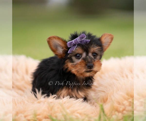 Medium Photo #75 Yorkshire Terrier Puppy For Sale in WARSAW, IN, USA