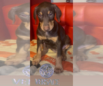 Small #5 Doberman Pinscher