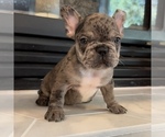 Small Photo #49 French Bulldog Puppy For Sale in GIG HARBOR, WA, USA
