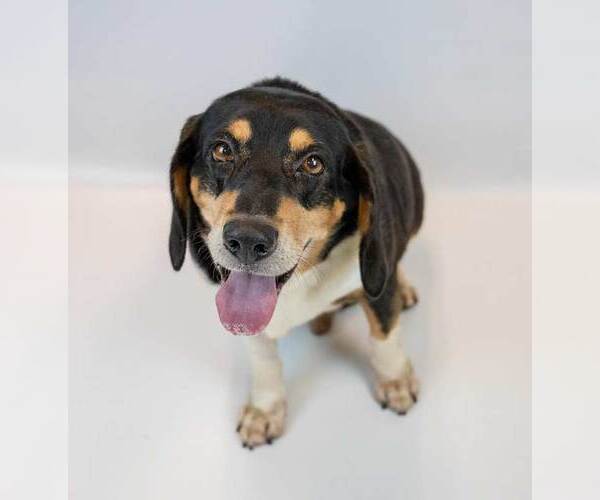 Medium Photo #6 Bagle Hound Puppy For Sale in Kennesaw, GA, USA