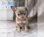 Small Chihuahua
