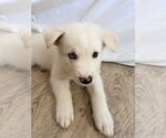 Small #5 Siberian Husky Mix