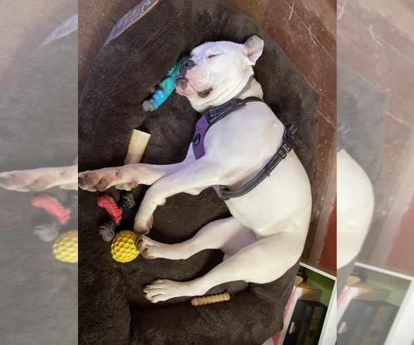 Medium Photo #7 American Bulldog Puppy For Sale in WAPWALLOPEN, PA, USA