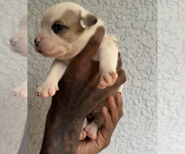 Medium Photo #3 American Bully Puppy For Sale in CRAWFORDVILLE, FL, USA