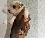 Puppy Puppy 2 American Bully