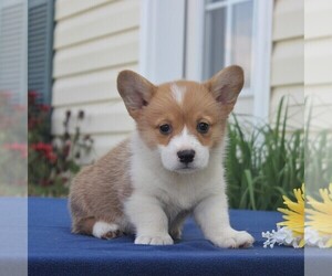 Pembroke Welsh Corgi Puppy for sale in HONEY BROOK, PA, USA