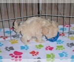 Small Photo #3 Maltipoo Puppy For Sale in ORO VALLEY, AZ, USA