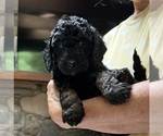Small #8 Aussiedoodle