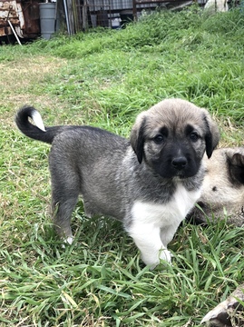 Medium Photo #10 Anatolian Shepherd-Great Pyrenees Mix Puppy For Sale in ROBSTOWN, TX, USA