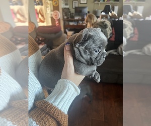 French Bulldog Puppy for sale in RICE LAKE, WI, USA
