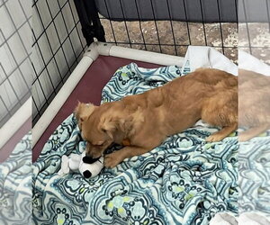 Dachshund-Tibetan Spaniel Mix Dogs for adoption in Mukwonago, WI, USA
