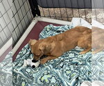 Small Dachshund-Tibetan Spaniel Mix