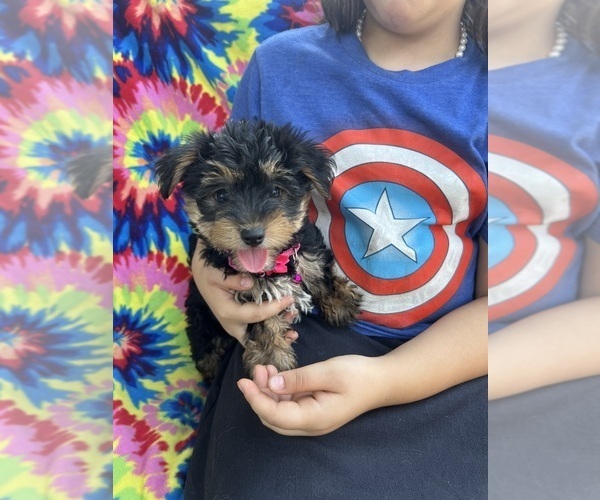 Medium Photo #1 YorkiePoo Puppy For Sale in JEFFERSONVILLE, IN, USA