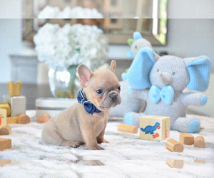French Bulldog Puppy for sale in FORT LAUDERDALE, FL, USA