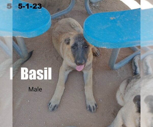 Medium Photo #1 German Shepherd Dog-Unknown Mix Puppy For Sale in Apple Valley, CA, USA
