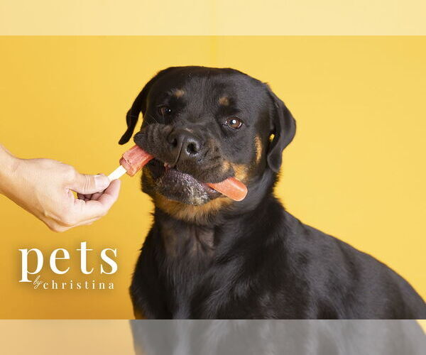 Medium Photo #7 Rottweiler Puppy For Sale in Foristell, MO, USA