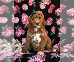 Small Photo #3 Goldendoodle Puppy For Sale in QUARRYVILLE, PA, USA