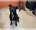SAMSON - Male Mutt Dog for Adoption - Small photo