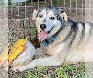 Alaskan Malamute Dogs for adoption in Omaha, NE, USA