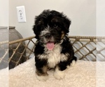 Puppy 5 Australian Mountain Dog