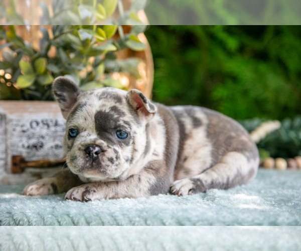 Medium Photo #4 French Bulldog Puppy For Sale in NAPPANEE, IN, USA