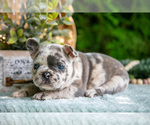 Small #3 French Bulldog