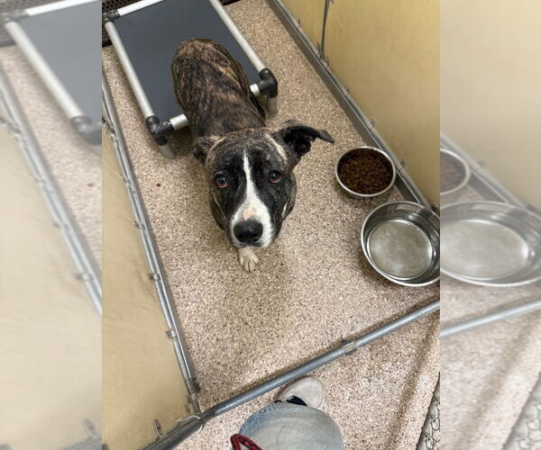 Medium Photo #3 Mutt Puppy For Sale in Great Bend, KS, USA