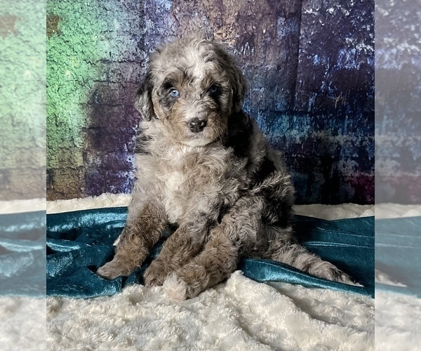 Full screen Photo #11 Miniature Australian Shepherd-Miniature Bernedoodle Mix Puppy For Sale in BLUE SPRINGS, MO, USA