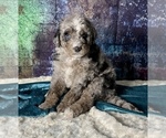 Small Photo #11 Miniature Australian Shepherd-Miniature Bernedoodle Mix Puppy For Sale in BLUE SPRINGS, MO, USA