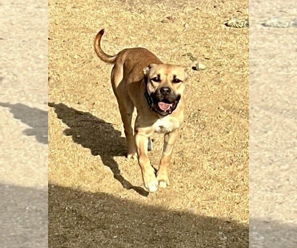 Medium Photo #1 American Pit Bull Terrier-Black Mouth Cur Mix Puppy For Sale in Incline Village, NV, USA