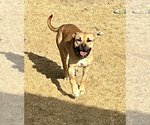 Small Photo #1 American Pit Bull Terrier-Black Mouth Cur Mix Puppy For Sale in Incline Village, NV, USA