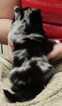 Small Photo #4 Alaskan Klee Kai Puppy For Sale in SEBRING, FL, USA