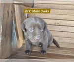 Puppy Chocolate Brc Labrador Retriever