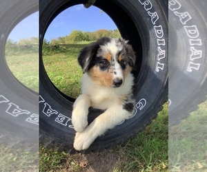 Australian Shepherd Puppy for sale in HILLSBORO, WI, USA