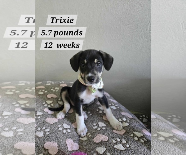 Medium Photo #1 Chihuahua-Labrador Retriever Mix Puppy For Sale in Virginia Beach, VA, USA