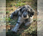 Puppy Quiche Goldendoodle