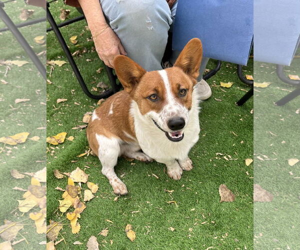 Medium Photo #1 Mutt Puppy For Sale in Denver , CO, USA